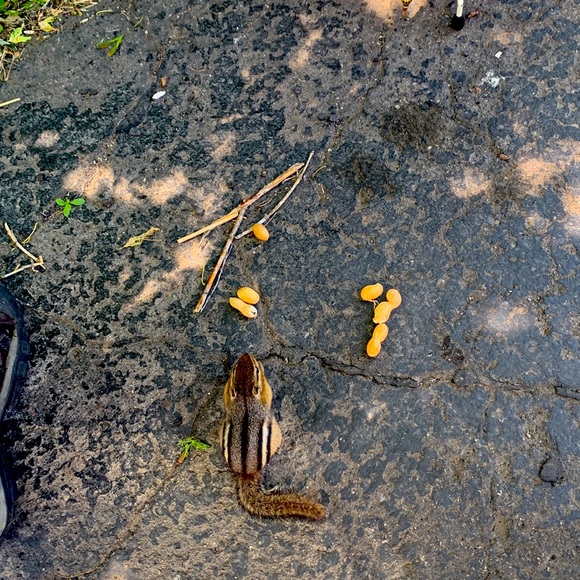 Vintage Red Classic Ornaments Raz Holiday - Picture 14 of 14